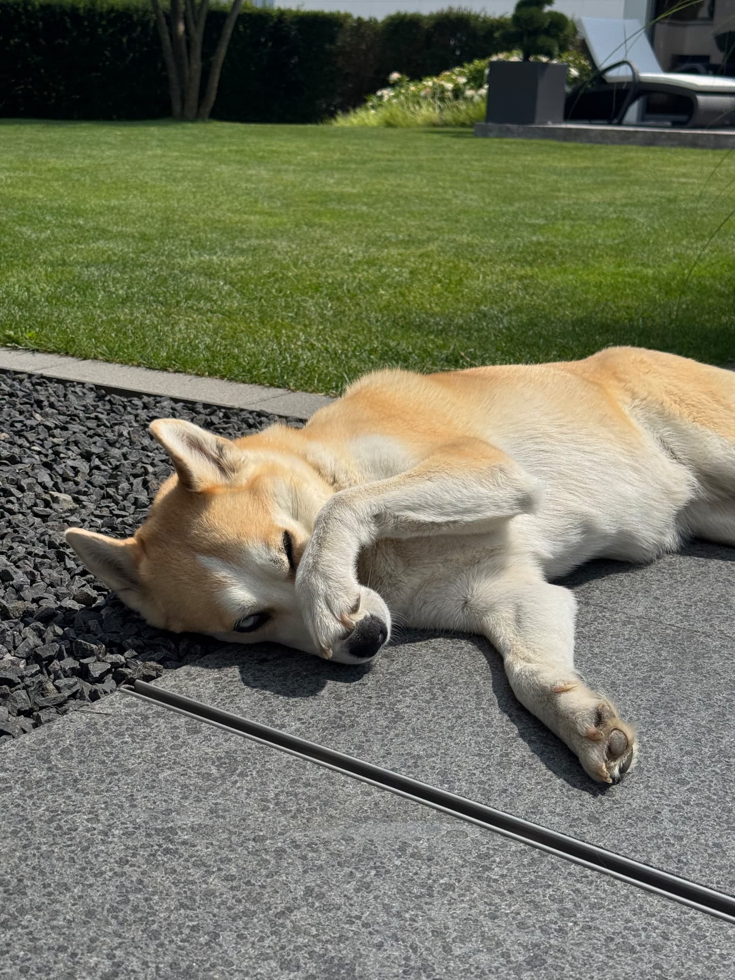 Amy vilar i solen